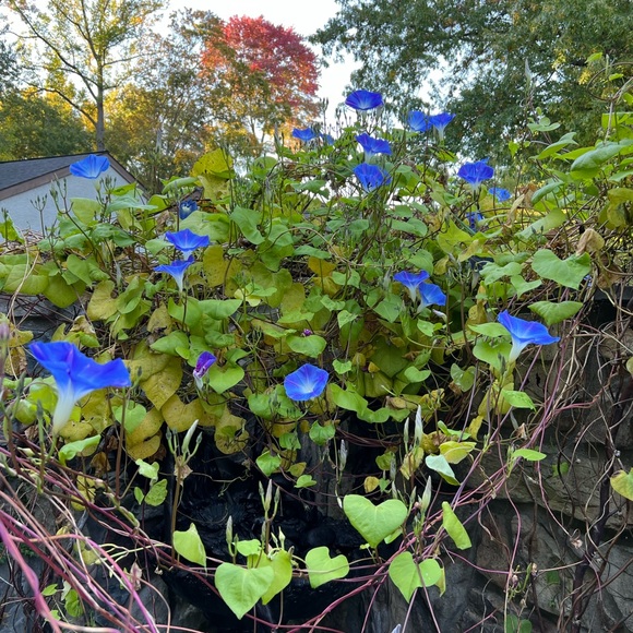 Vintage “Mayhill”  lovely Federalist 8oz.Teacups. Ironstone.Blue Flowers. - Picture 7 of 15